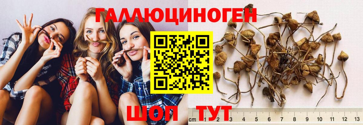 Сальск  Галлюциногенные грибы мицелий  Псилоцибиновые грибы Magic Shrooms  Вход с VPN 